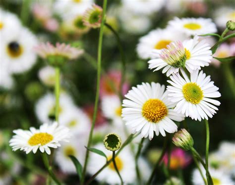 Erigeron karvinskianus ‘Kew Profusion’, also known as 'Mexican Fleabane