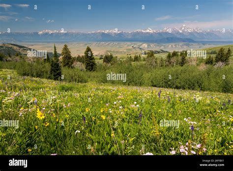 The Valley Of Jackson Hole Sprawled Out Between A Wildflower Meadow