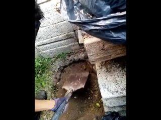 How To Make Compost Pornhub Gay