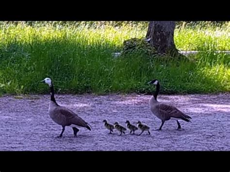 Gänsenachwuchs 2023 im Kurpark Bad Driburg YouTube