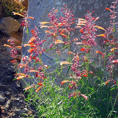 The Story Of Our Western Plants High Country Gardens