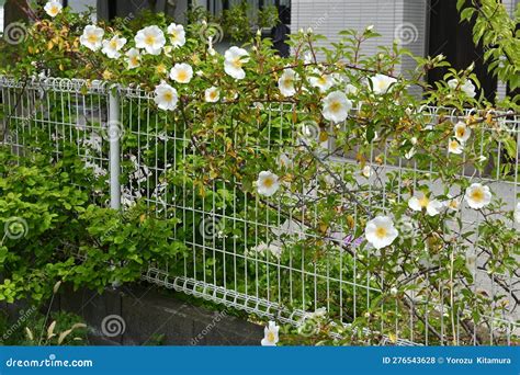 Cherokee Rose Rosa Laevigata Flowers Stock Photo Image Of Stamen