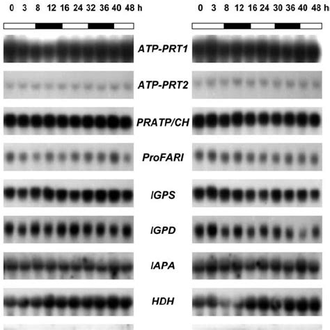 Transcript Abundance Of His Biosynthetic Genes In Root Tissue Of A