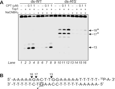 Induction Of New Top Mediated Dna Cleavage Sites On The Dna Strand