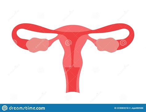 Normal Ovary Healthy Uterus Womb Of Woman Female Reproductive System