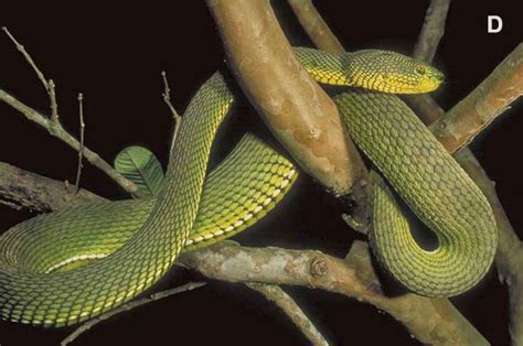 New species of venomous pit viper discovered in Myanmar - RESPONSIBLE HERPETOCULTURE PROJECT