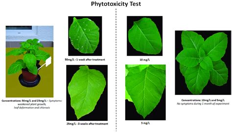 Example Of Phytotoxic Symptoms Observed After Plants Were Treated With