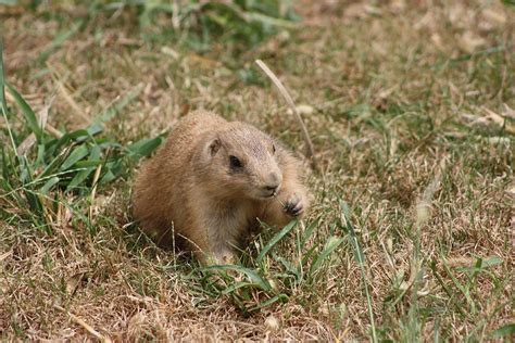 Gordon the Gopher Photograph by Matthew Kimber | Pixels