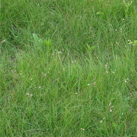 Buffalograss 3.4 oz | Native Gardeners