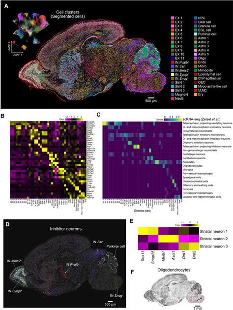 Frontiers A Cellular Resolution Spatial Transcriptomic Landscape Of