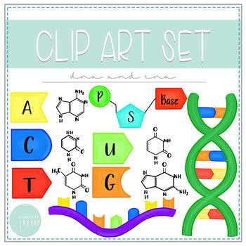 Biology Clip Art - DNA and RNA by Designed By June | TpT