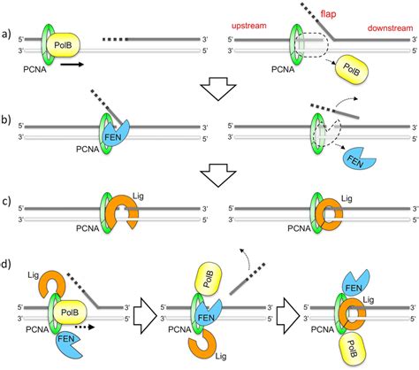 Reaction Scheme Of PCNA Mediated Okazaki Fragment Maturation A C The