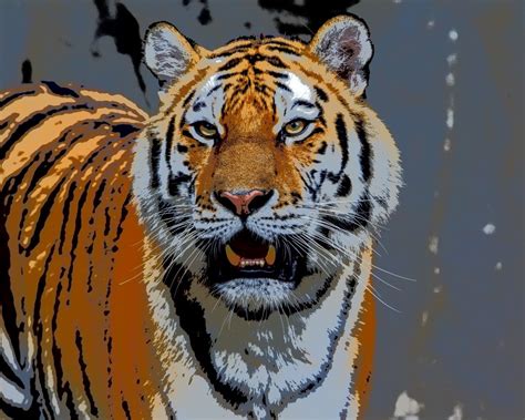 Siberian Tiger Paint By Numbers - Numeral Paint Kit