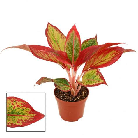 Aglaonema Red Fire Cm Cowell S Garden Centre Woolsington