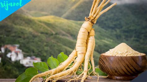 Inilah 4 Manfaat Ginseng Untuk Rambut Kuat Dan Sehat Yang Wajib Dicoba