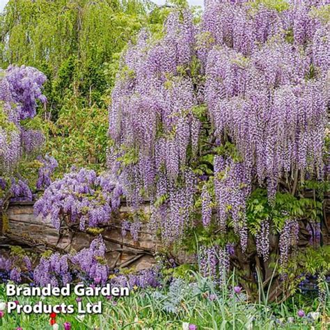 Wisteria Floribunda Lavender Lace Suttons