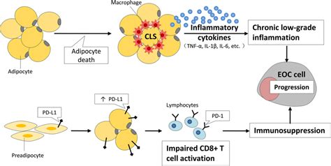 The Role Of Adipocytes In Immune Microenvironment Modulation Adipocyte