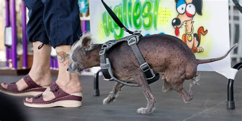 As Es Scooter El Ganador Del Concurso Del Perro M S Feo Del Mundo