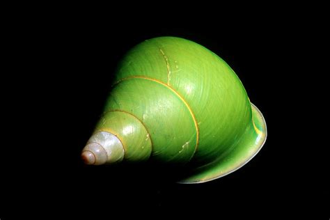 Manus Island Green Tree Snail Photograph By Leslie Newman And Andrew