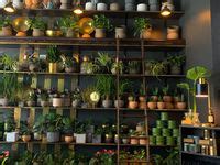 how to open a plant shop