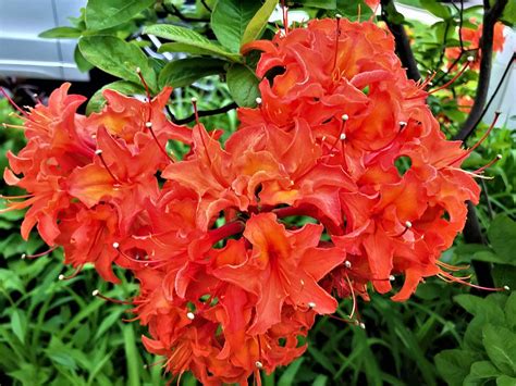 Orange Rhododendron Photograph by Dean Williams - Fine Art America