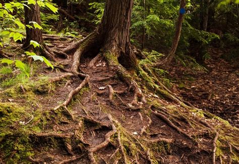 How To Remove A Tree Stump And Roots Arborwise