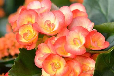 36 Different Types Of Orange Flowers With Names Pictures A Z