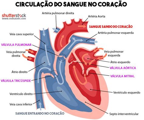 circulacao-coracao - Enfermagem