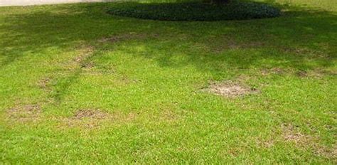 Centipede Grass: Types, Planting, Care and Maintenance