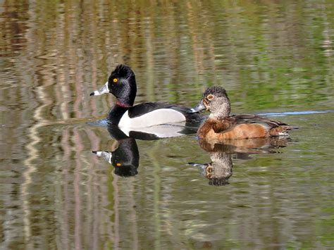 Ring-necked Duck | Audubon Field Guide