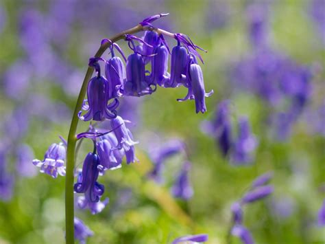 18 Of The Best Springtime Bluebell Woods In Dorset