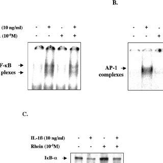 Effect Of Rhein On Il Induced Activity Of Erk Chondrocytes