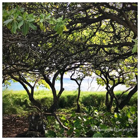 A Constant Companion | snapshotsincursive