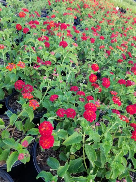 Lantana X 'Dallas Red' (Dallas Red Lantana) - Mountain States Wholesale ...