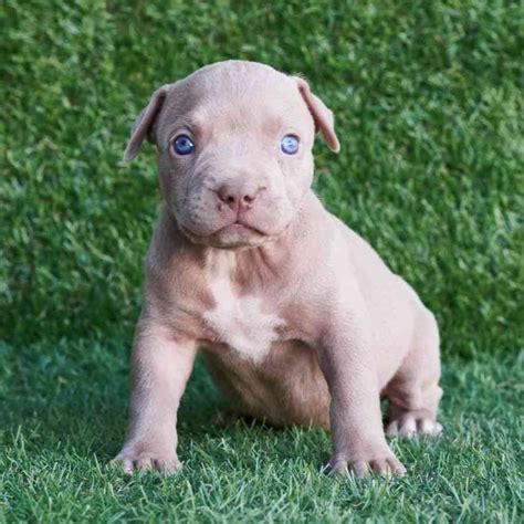 red nose pitbull puppies for sale in los angeles - Catherina Roe