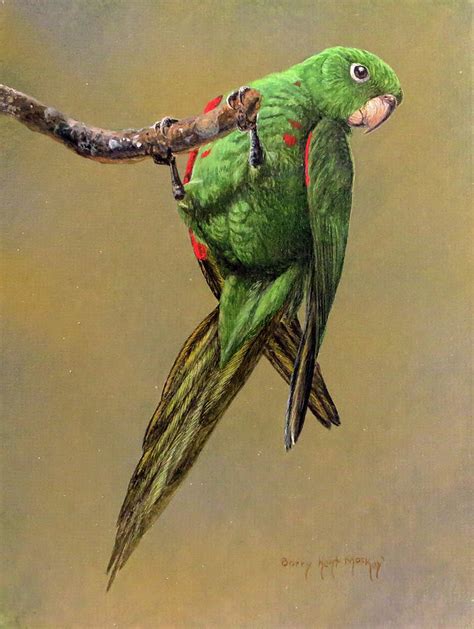 Hispaniolan Parakeet Painting By Barry Kent MacKay Fine Art America