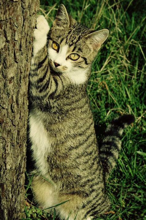 A Cat Is Standing Next To A Tree And Scratching It S Head On The Trunk