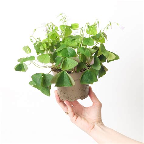 Oxalis regnellii Green | Shamrock Plant | Plants | GrowTropicals.com