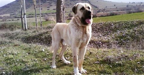 Aksaray Malaklisi Dog Breed Facts & Info | Puplore