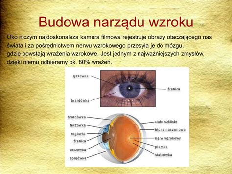 Ppt Biofizyka NarzĄdu Wzroku Powerpoint Presentation Free Download