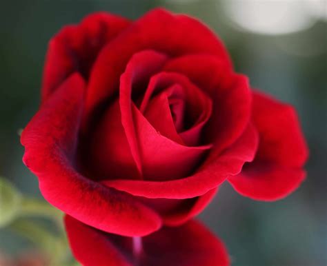 Immagini Rose Rosse - Sfondi HD (45 Foto) | Bonkaday.com