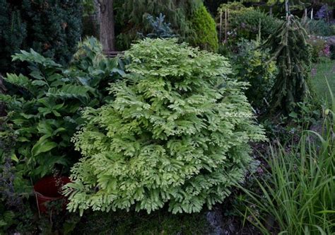 Metasequoia Glyptostroboides Bonsai Dwarf Weeping Dawn Redwood