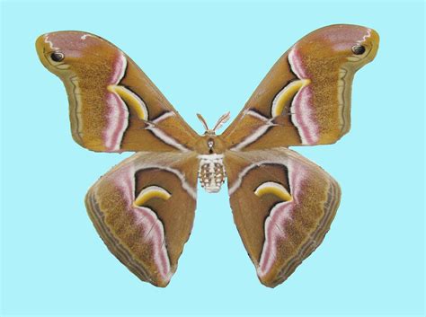 Wild Eri Silk Moth Samia Canningi Hutton 1860 Jatishwor Flickr