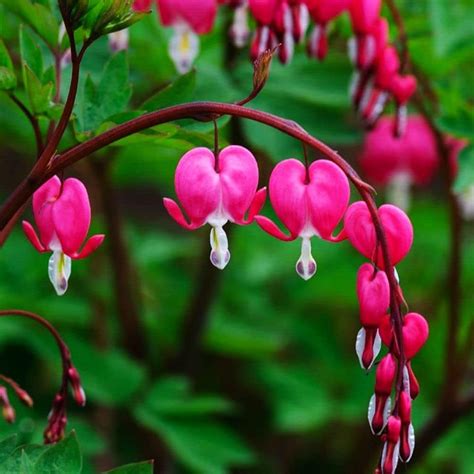 Amazon Halwoodgarden 20 Pcs Red Bleeding Heart Seeds Rare