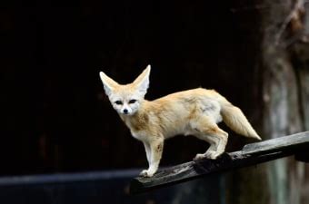 8 Facts About Fennec Foxes and Their Care | Sonora Vets