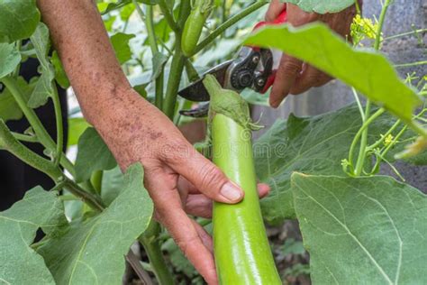 Green Eggplant Growing In The Garden And The Gardener Is Picking Green