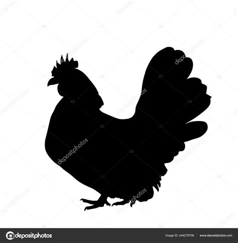 Pollo Gallina Vector Silueta Ilustración Aislada Sobre Fondo Blanco