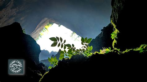 Can Plants Grow In Caves