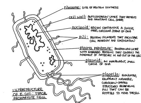 Bacteria Labelled