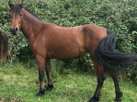 connemara | 268 Ponies Ads For Sale in Ireland | DoneDeal